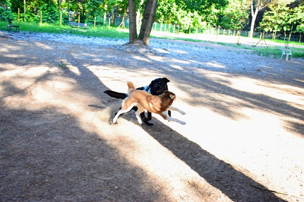 Viareggio Area sgambatura cani: