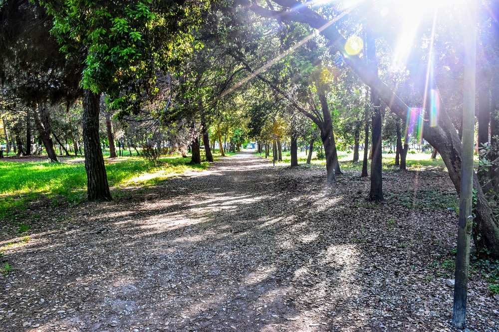 viareggio pineta di ponente